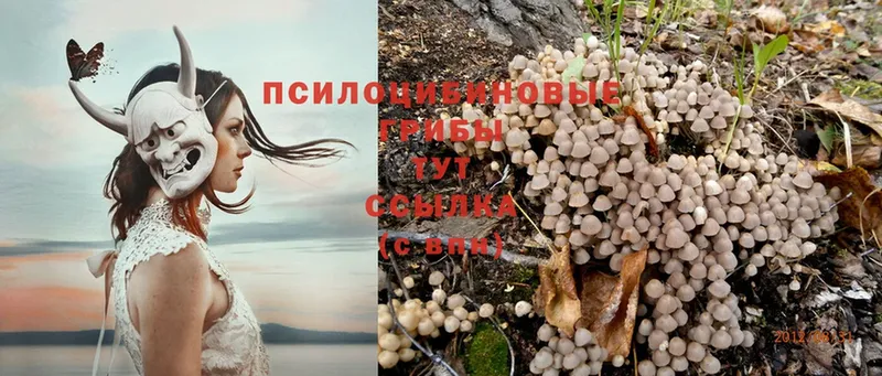 где продают   Балтийск  Галлюциногенные грибы Cubensis 
