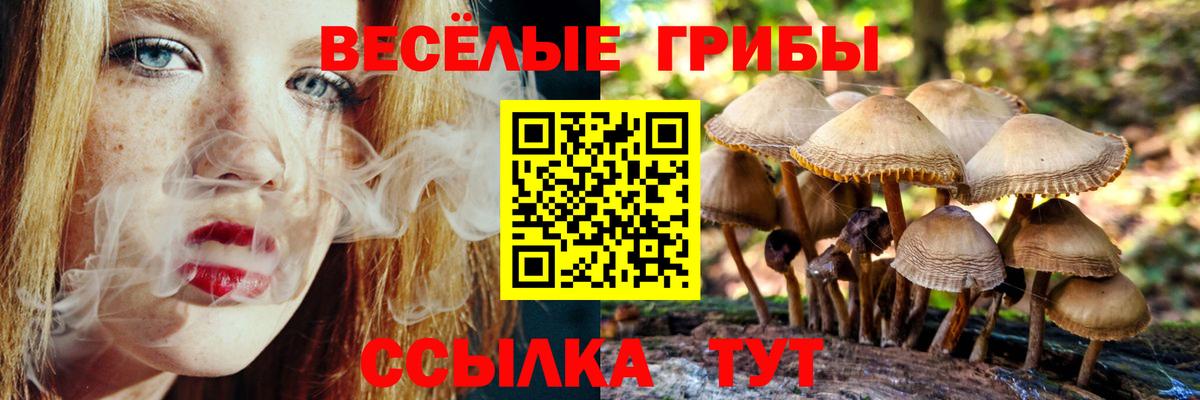 Галлюциногенные грибы Cubensis Балтийск